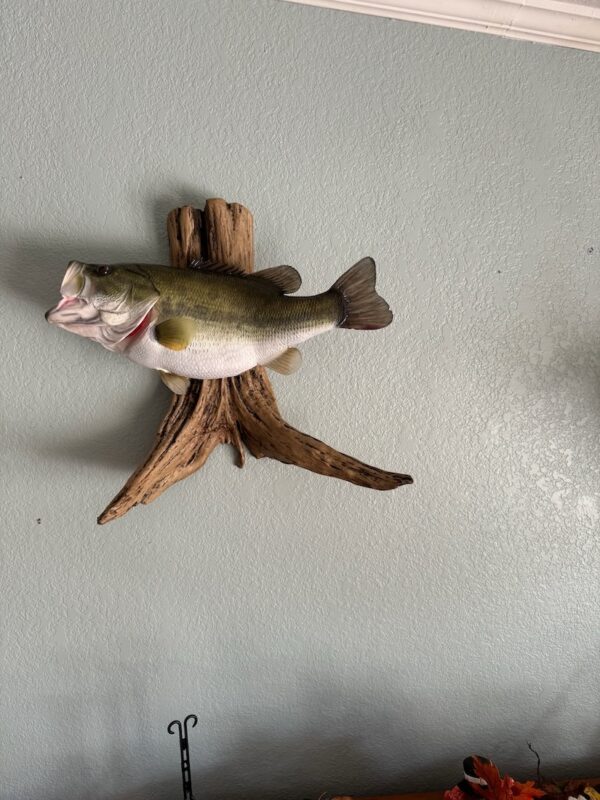 A replica of an open-mouthed green fish with a white belly mounted to a piece of driftwood and displayed on a light blue wall.