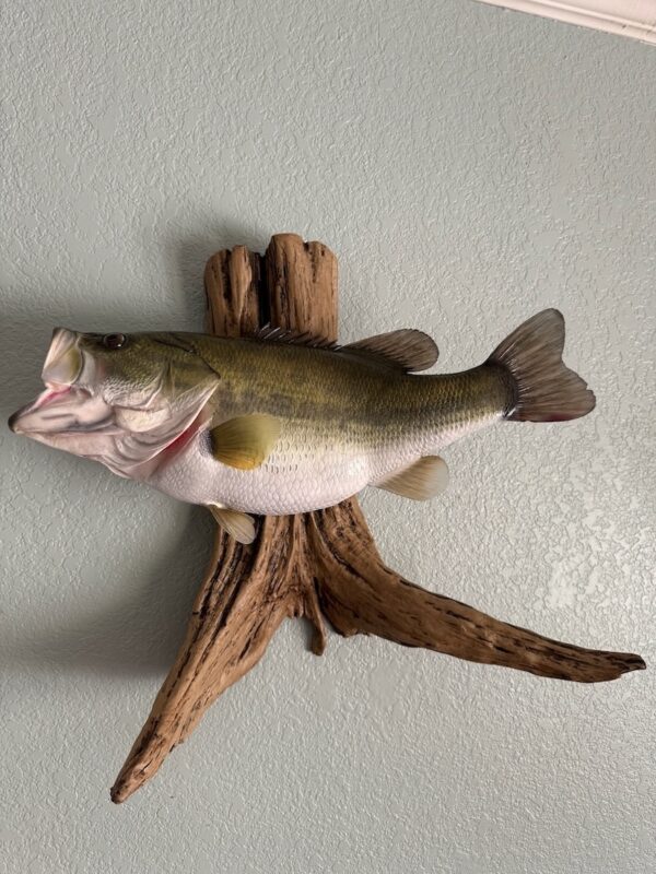 A replica of an open-mouthed green fish with a white belly mounted to a piece of driftwood and displayed on a wall.