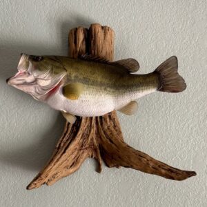 A replica of an open-mouthed green fish with a white belly mounted to a piece of driftwood and displayed on a wall.