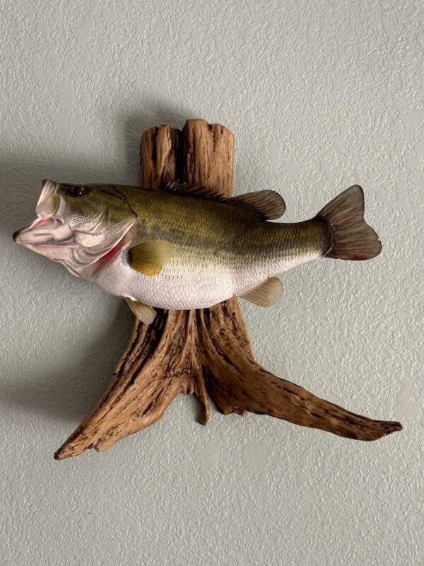 A replica of an open-mouthed green fish with a white belly mounted to a piece of driftwood and displayed on a wall.