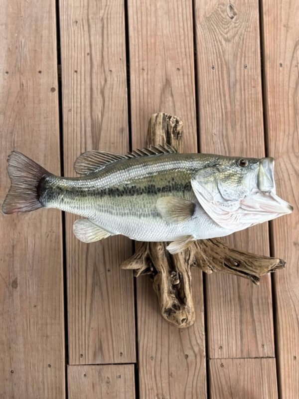 A replica of a green open-mouthed fish mounted to a piece of driftwood laying on a wooden background.