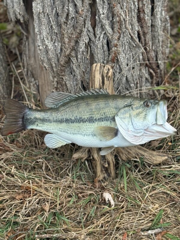 A replica of a green open-mouthed fish mounted to a piece of driftwood and displayed at the base of a tree.