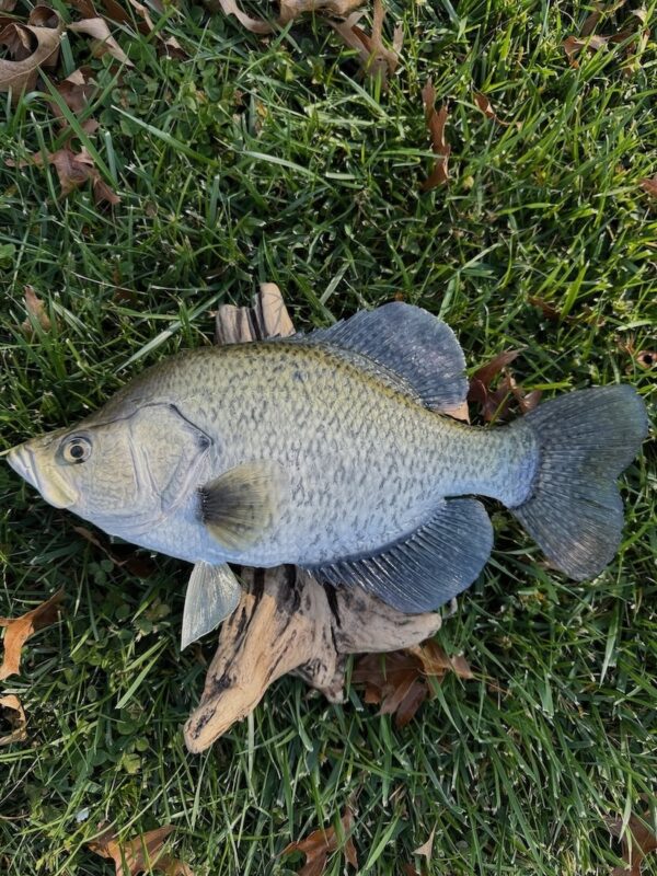 A replica of a green speckled fish mounted to driftwood laying in lush green grass.