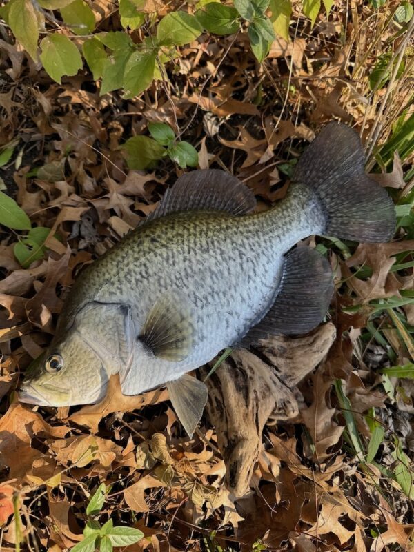 A replica of a green speckled fish mounted to driftwood laying amongst plants and fallen leaves.