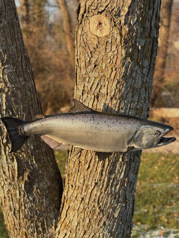 A replica of an open-mouthed long gray fish displayed on a tree trunk.