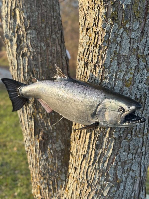 A replica of an open-mouthed long gray fish displayed on a tree trunk.