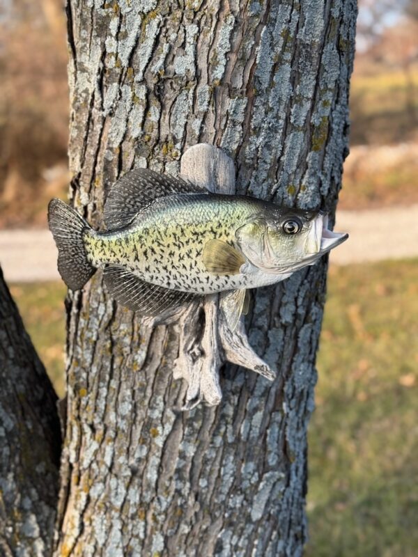 A replica of a green fish with black speckles mounted to driftwood and displayed on a tree trunk.