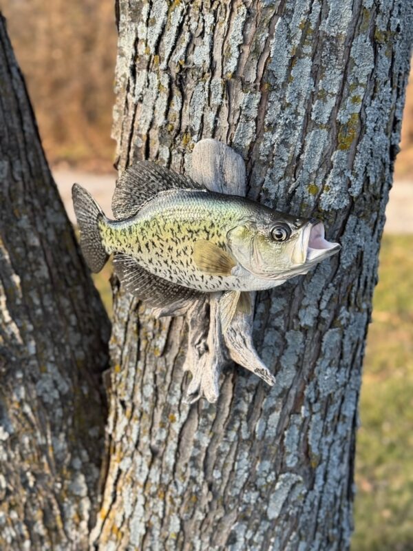 A replica of an open-mouthed green fish with black speckles mounted to driftwood and displayed on a tree trunk.