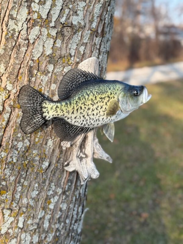 An angled view of a replica of an open-mouthed green fish with black speckles mounted to driftwood and displayed on a tree trunk.