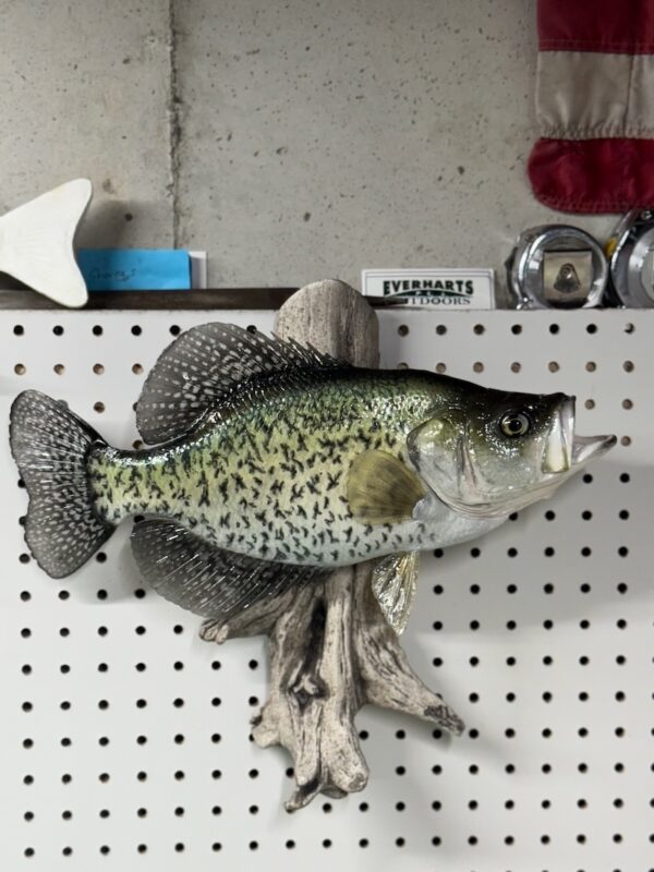 A replica of an open-mouthed green fish with black speckles mounted to a piece of driftwood and displayed on a workshop peg board.