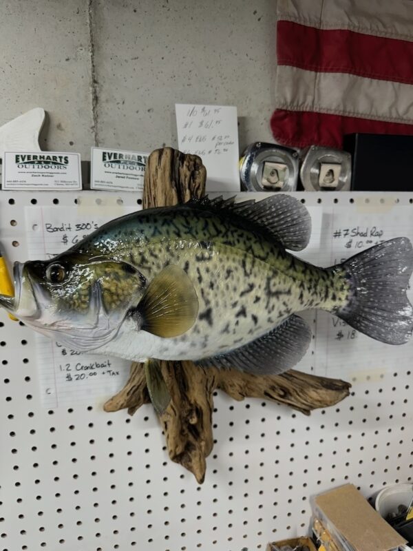 A replica of a green fish with black speckles mounted to a piece of driftwood and displayed on a workshop peg board.