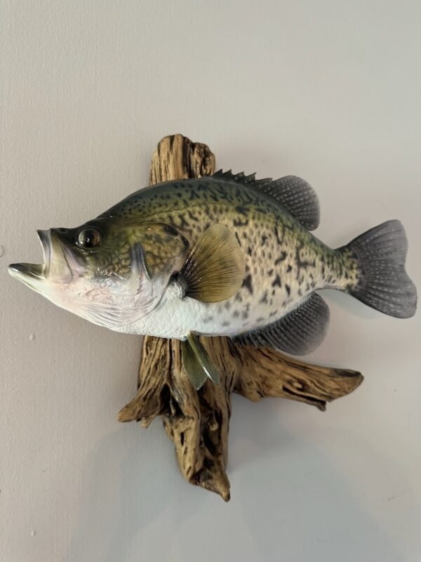 A replica of a green fish with black speckles mounted to a piece of driftwood and displayed on a wall.