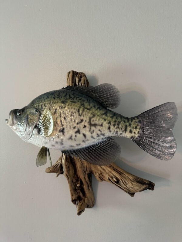 An angled view of a replica of a green fish with black speckles mounted to a piece of driftwood and displayed on a wall.