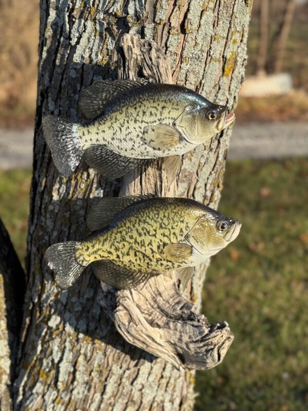 Two fish replicas mounted vertically to each other on a piece of driftwood and displayed on a tree trunk.