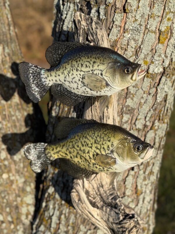 Two fish replicas mounted vertically to each other on a piece of driftwood and displayed on a tree trunk in the sun.