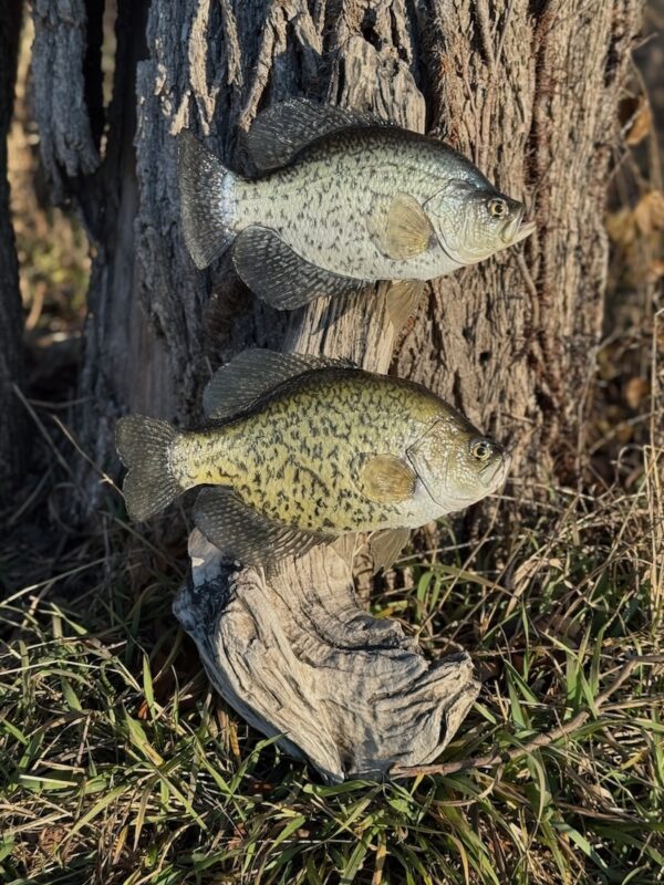 Two fish replicas mounted vertically to each other on a piece of driftwood and displayed at the base of a tree.