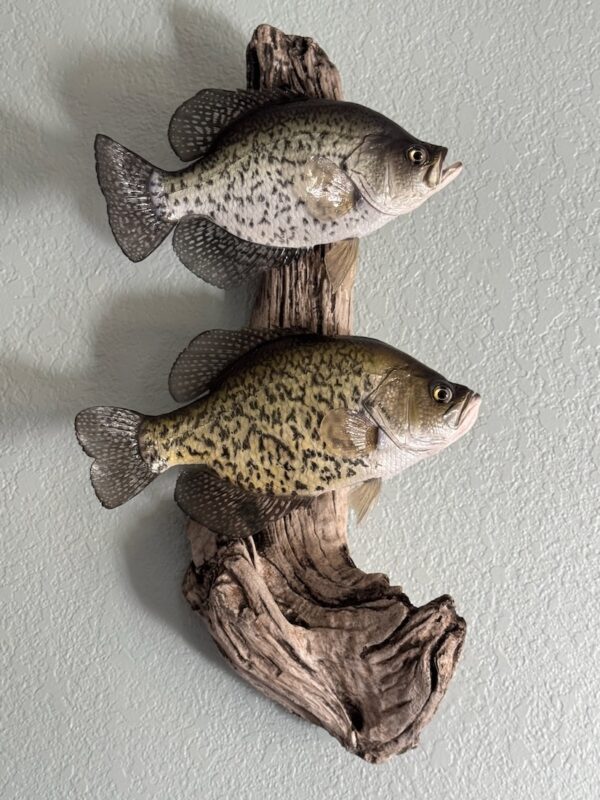 Two fish replicas mounted vertically to each other on a piece of driftwood and displayed on a white wall.