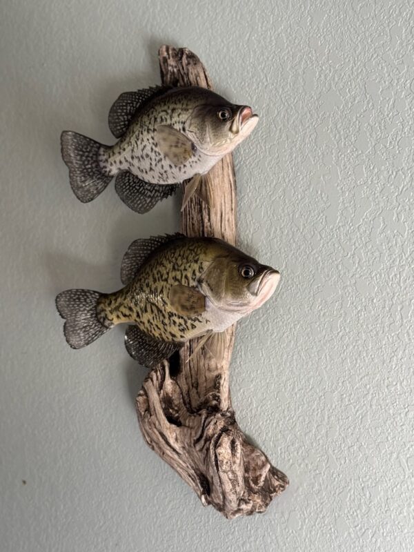 An angled view of two fish replicas mounted vertically to each other on a piece of driftwood and displayed on a white wall.